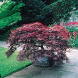 Acer Cut Leaf Collection