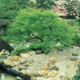 Acer Cut Leaf Collection