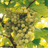 Grape Vine Super Hardy Collection