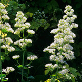 Centranthus Collection