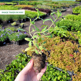 Centranthus Collection