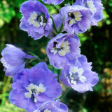 Delphinium Pacific Giant Collection 5cm