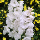 Pacific Hybrid Delphiniums