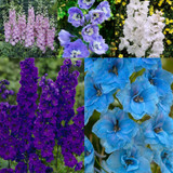 Pacific Hybrid Delphiniums