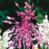 Firework Allium Collection