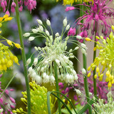 Firework Allium Collection