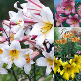 Trumpet Lily Collection