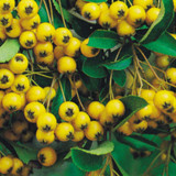 Pyracantha Collection