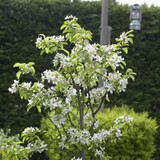 Complete Orchard Collection