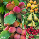 Complete Orchard Collection