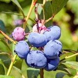 Blueberry Collection