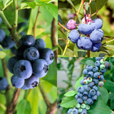 Blueberry Collection