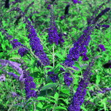 Buddleia Collection