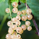 Currant Collection