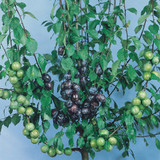 Dual Fruit Trees Collection