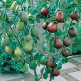 Dual Fruit Trees Collection