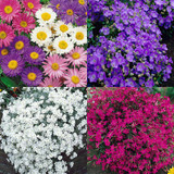 Ground Cover Perennials
