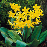 Erythronium Collection