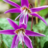 Erythronium Collection