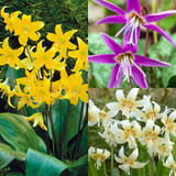 Erythronium Collection