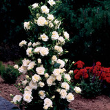 Rose Climbing Collection (Pack of 6)