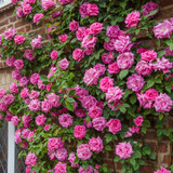 Rose Climbing Collection (Pack of 6)