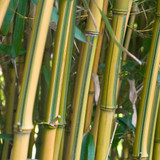 Phyllostachys Collection