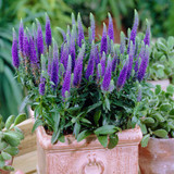 Veronica spicata Collection