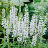 Veronica spicata Collection