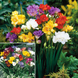 Single/Double Freesias Mix Collection