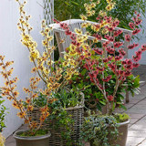 Chinese Witch Hazel Collection