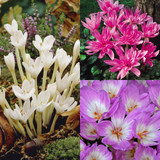 Colchicum Collection