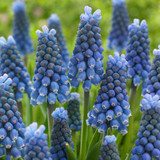 Muscari Magic Collection