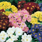 Polyanthus & Pansy Maxi Collection