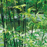 Bamboo Rare Collection