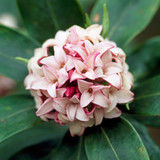 Daphne Odora Collection