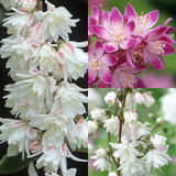 Deutzia Collection