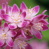 Deutzia Collection
