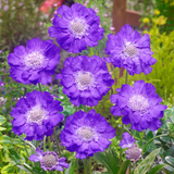 Scabiosa Perfecta Collection