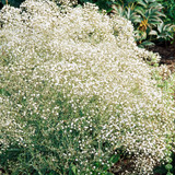 Gypsophila paniculata Collection