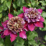 Double Season Clematis Collection