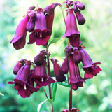 Penstemon Pensham Collection