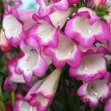 Penstemon Pensham Collection