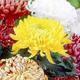 Chrysanthemum Bloom collection (Incurve Petals)