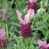 Lavender French Collection
