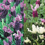 Lavender French Collection