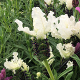 Lavender French Collection