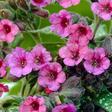 Pulmonaria Collection