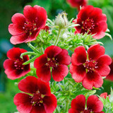 Potentilla Collection (5cm Module)