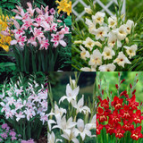 Gladioli nanus Collection 7/8cm